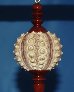 Sea Urchin Shell Ornament